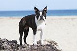 BOSTON TERRIER 284